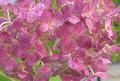 P1280696　いつもの公園で