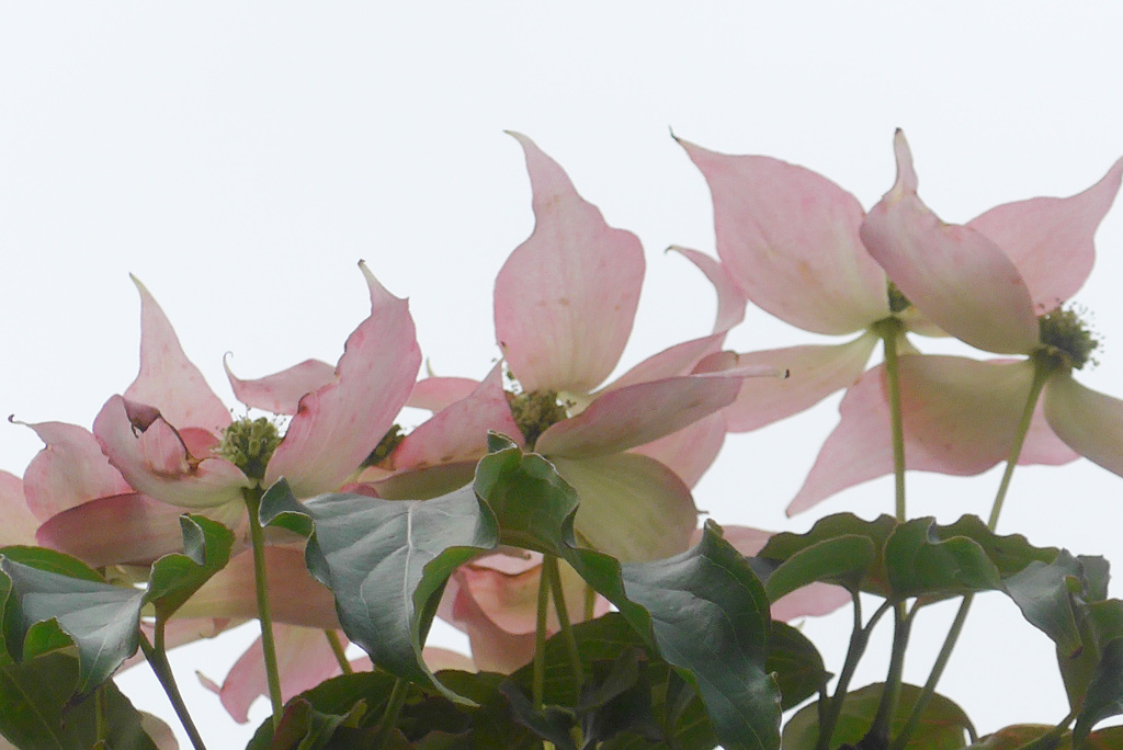 P1380531_edited　ヤマボウシ