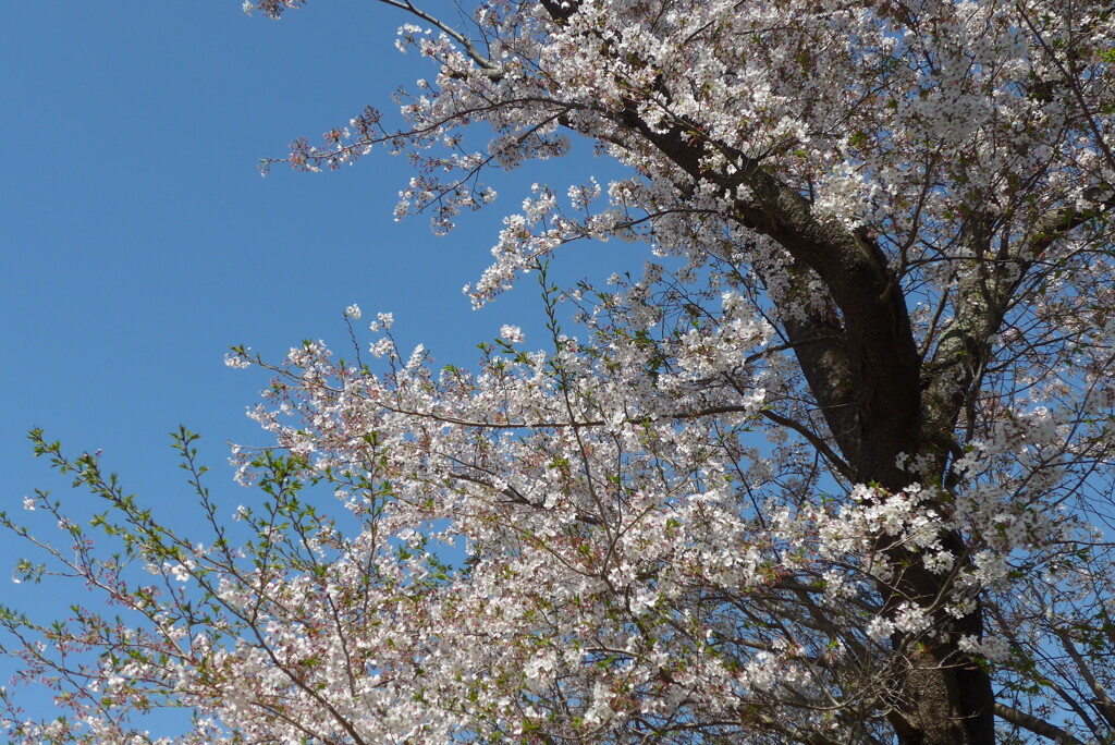 P1290885　桜