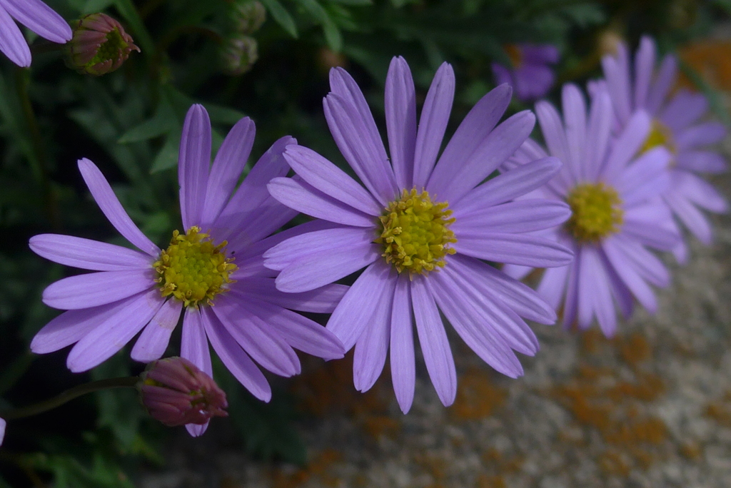 P1340385　歩道の小さな花壇にて