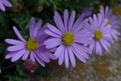 P1340385　歩道の小さな花壇にて