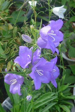 P1220817　幸せに感謝します（花言葉）