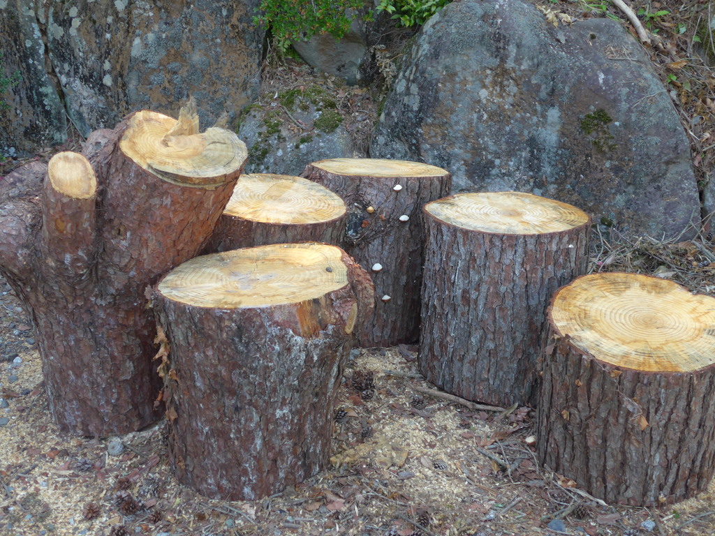 P1090263　伐られた…