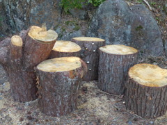 P1090263　伐られた…