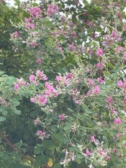 IMG_0220　秋の訪れ
