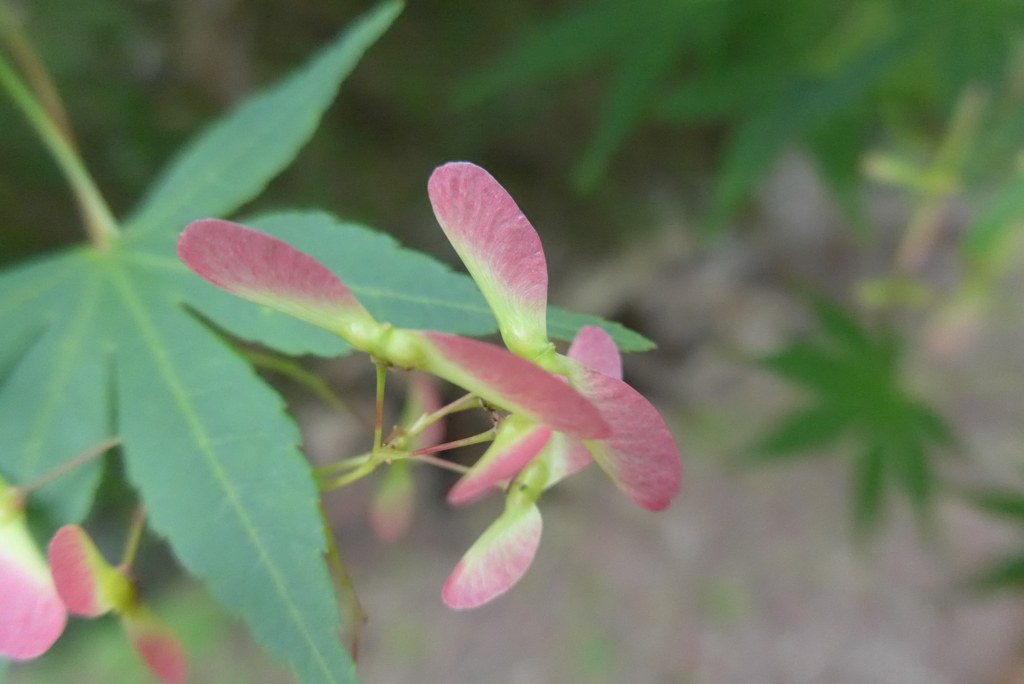 P1320873　竹とんぼ