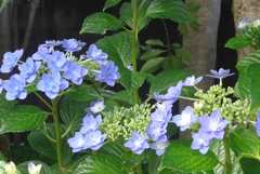 P1300500　あじさい