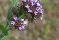 P1270739　野の花