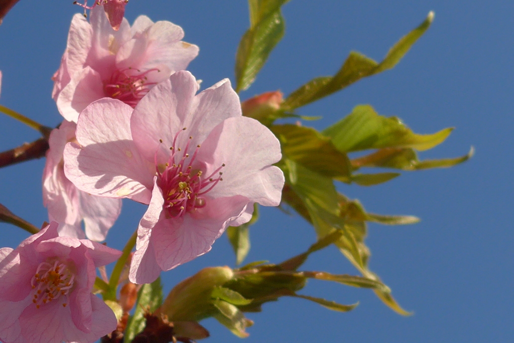 P1340965　河津桜