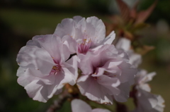 R0353467　八重桜