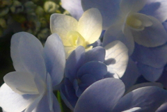 P1230788　朝の光に