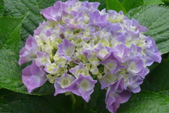 P1230113　公園の紫陽花