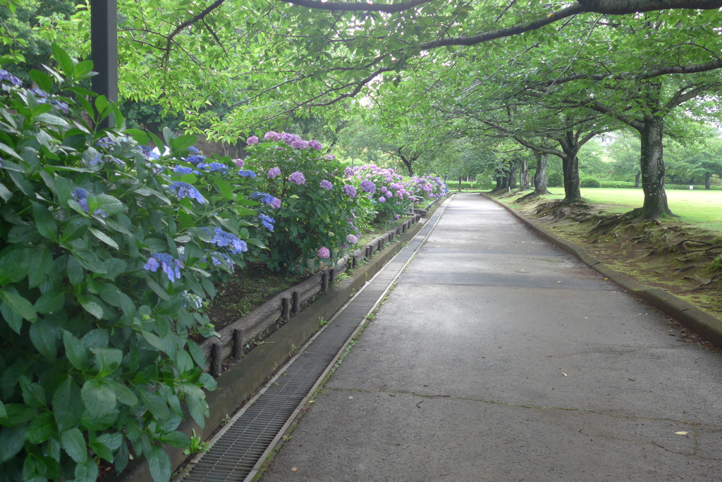 P1300715　紫陽花の咲く公園