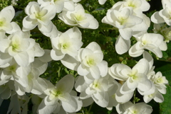 P1230438　公園のあじさい