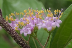 P1080394　コムラサキの花