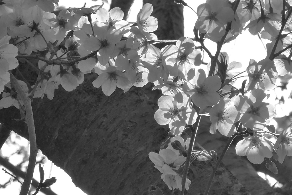 P1210419　透かし桜