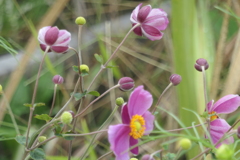P1069257　シュウメイギク
