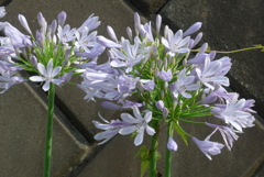 P1380785　アガパンサス