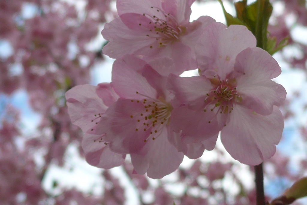 P1370603　河津桜