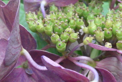 P1230844　花が終わって