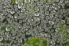 P1080854　蜘蛛の糸と雫