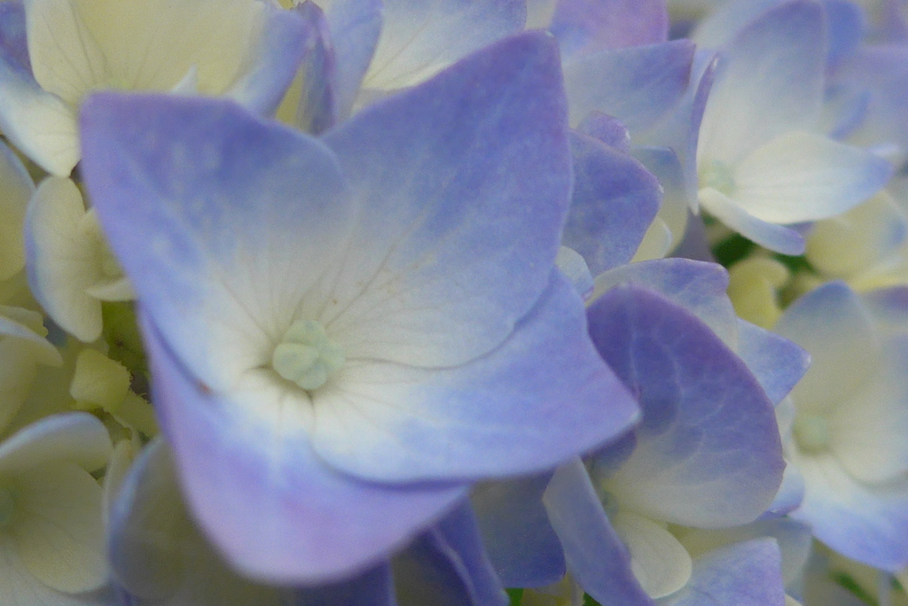 P1090524　さわやか