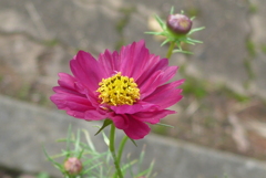 P1370014　秋桜