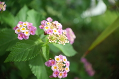 R0354128　ランタナ