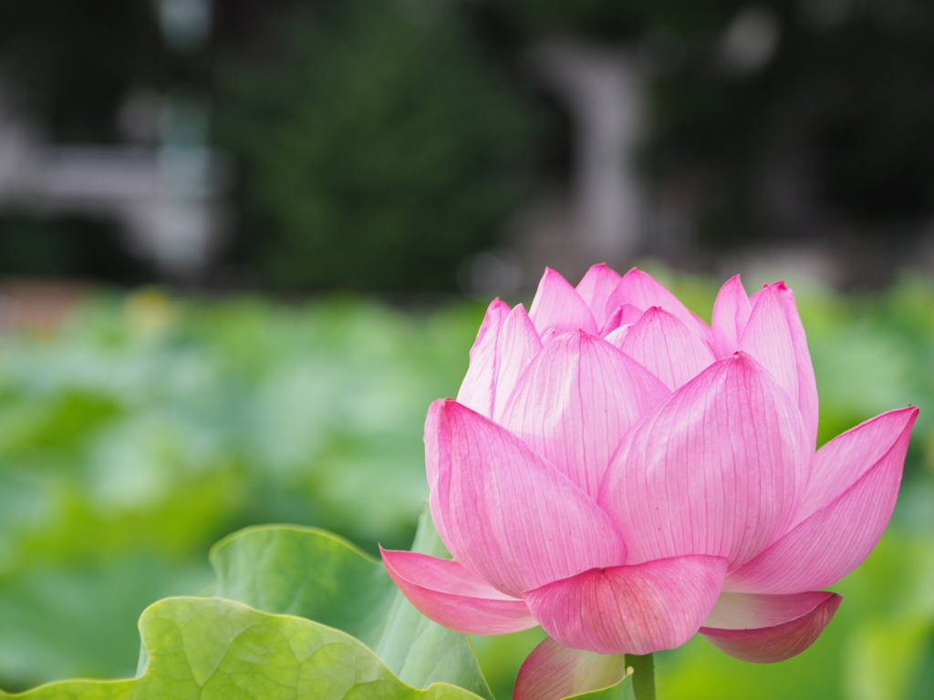 不忍池 蓮の花