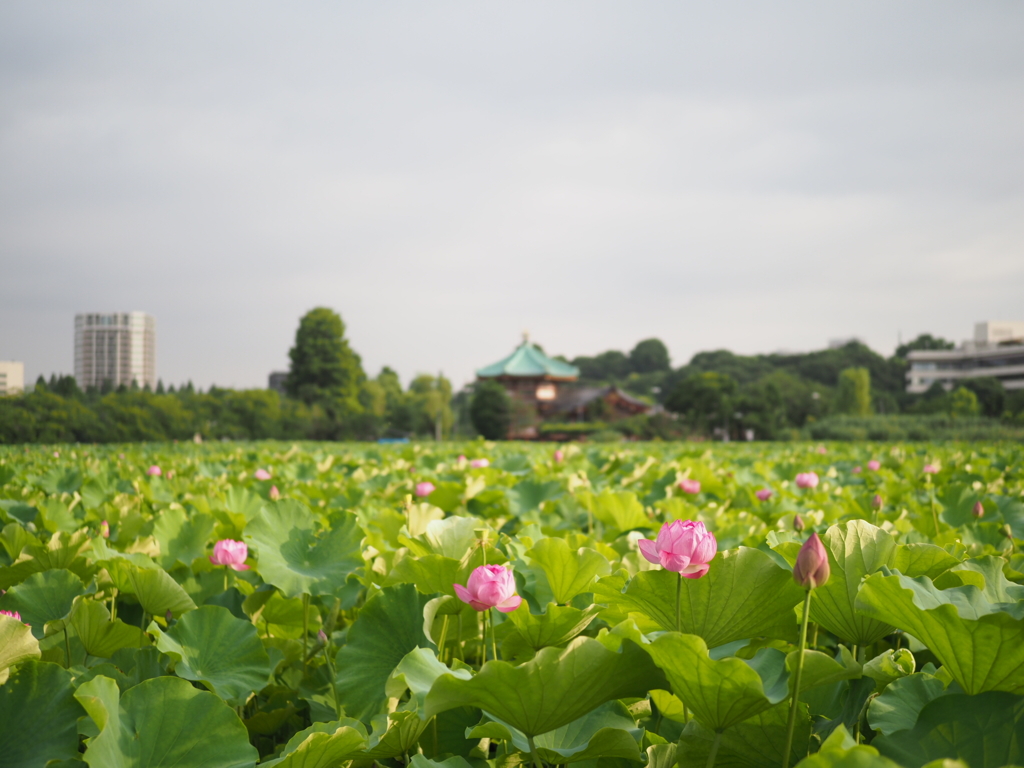 弁天堂の夏と蓮の花