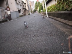 鳩友集会