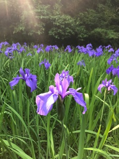 陽光照花