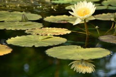 スイレン @みずの森