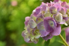 あじさい @みずの森