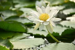 スイレン @みずの森