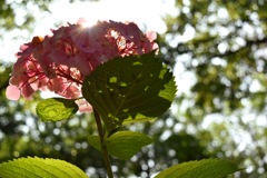 あじさい@長居植物園