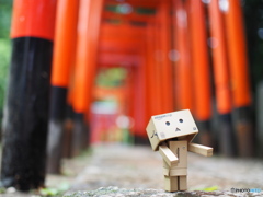 鳥居×ダンボー