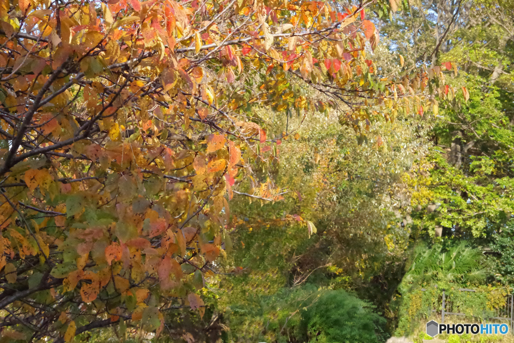 紅葉の木々