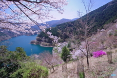 桜の奥多摩湖2