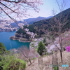 桜の奥多摩湖2