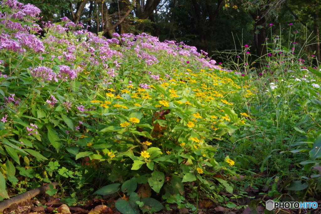 武蔵野公園の花壇3