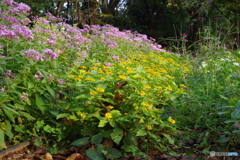 武蔵野公園の花壇3