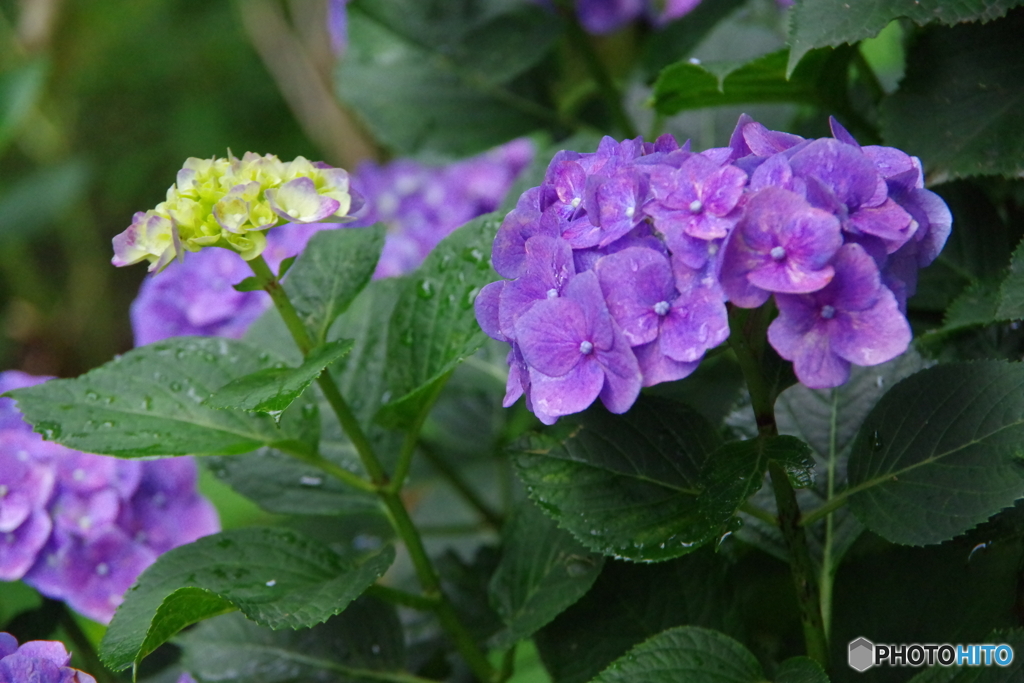 雨あがりの紫陽花9