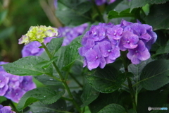 雨あがりの紫陽花9