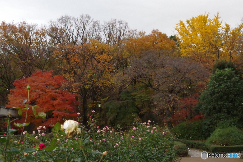 神代植物公園 ばら園と紅葉 1