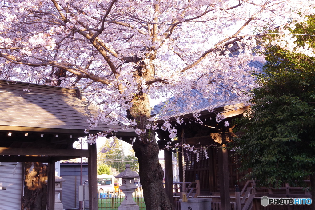 熊野神社の桜