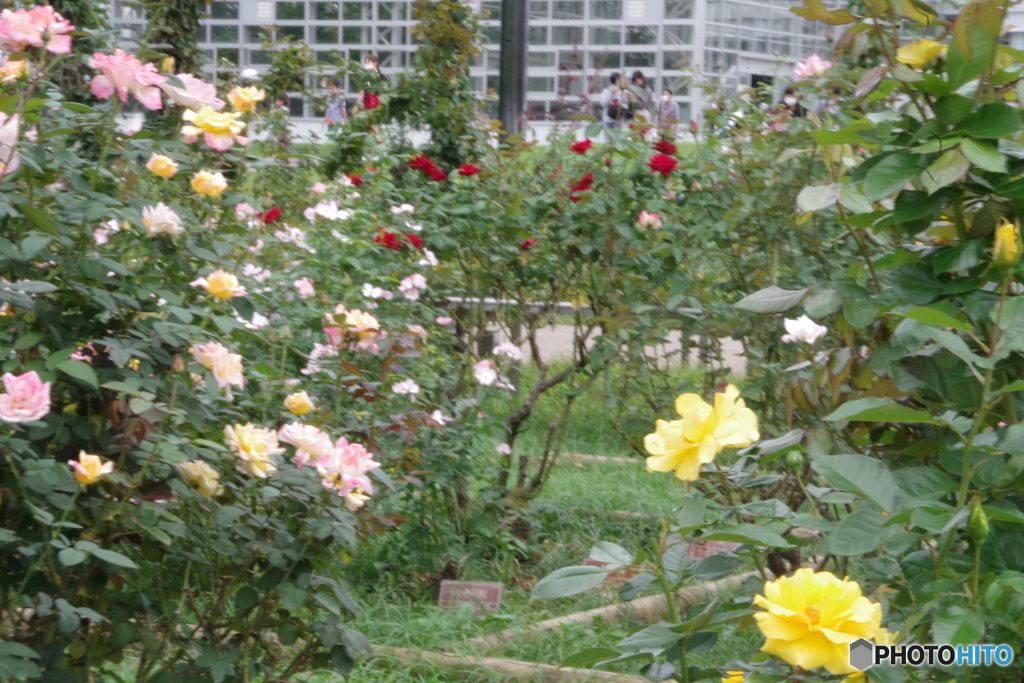 神代植物公園の秋薔薇２