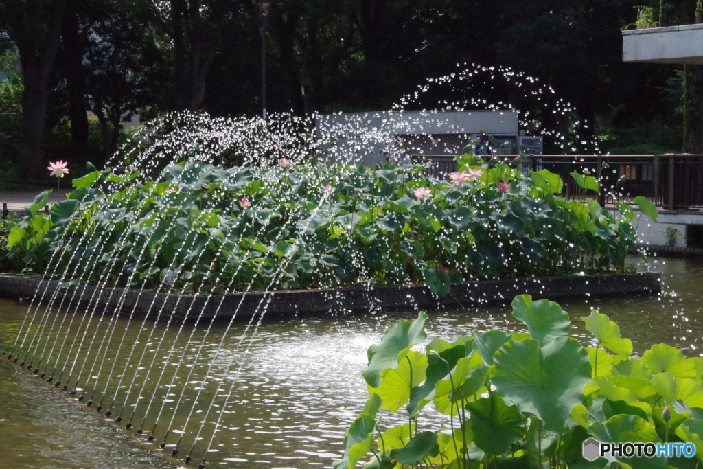噴水と大賀ハスの花1