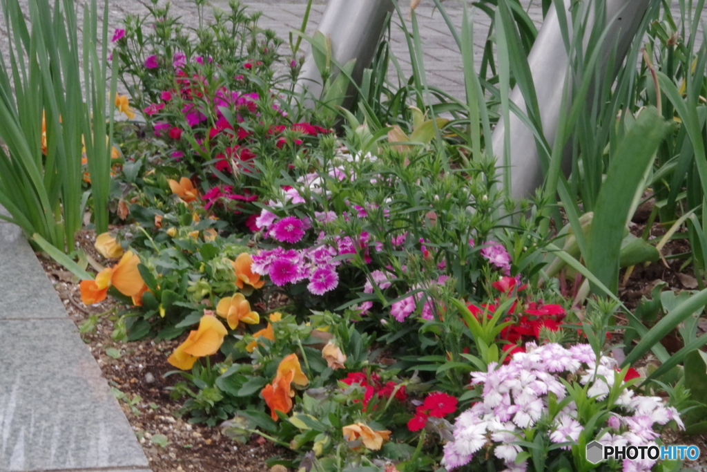 すずかけ公園の花壇３