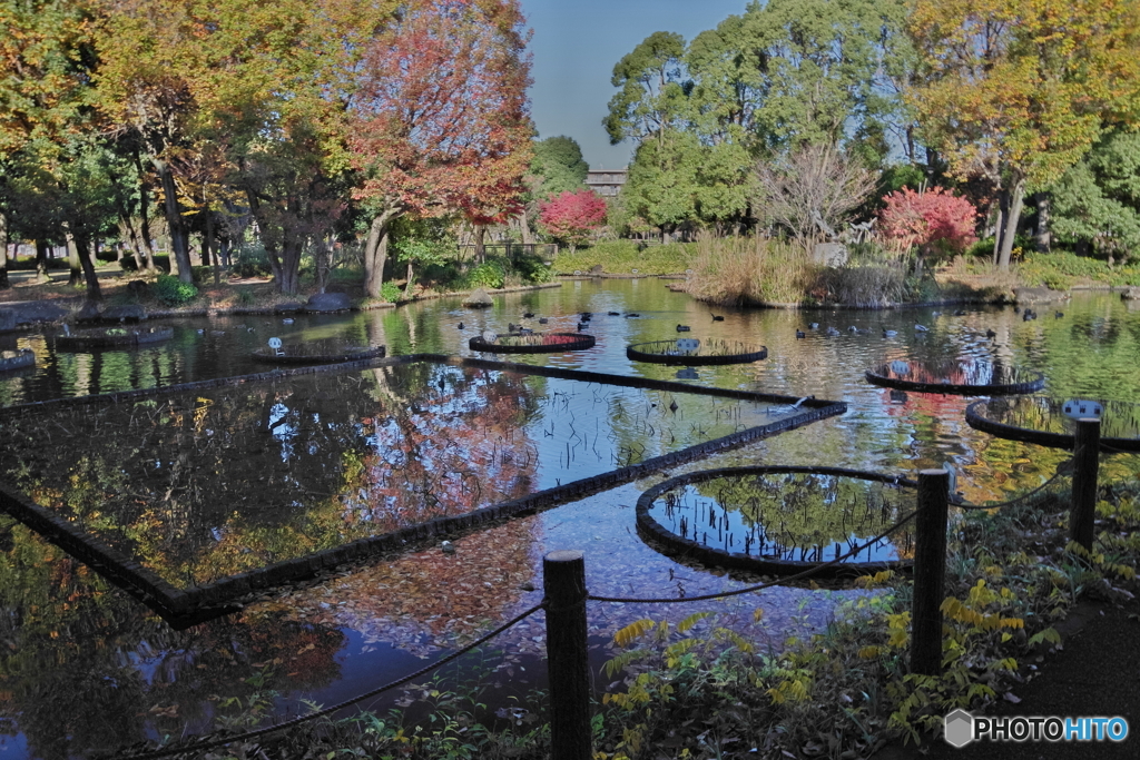 紅葉の修景池